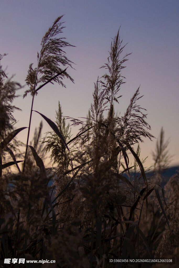 夕阳下的芦苇丛