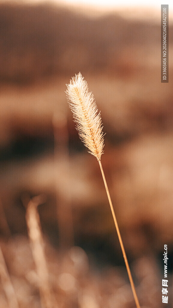 夕阳下的单株狗尾草
