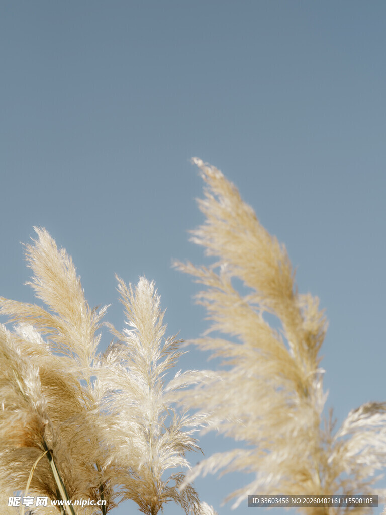 风中摇曳的白色芦苇