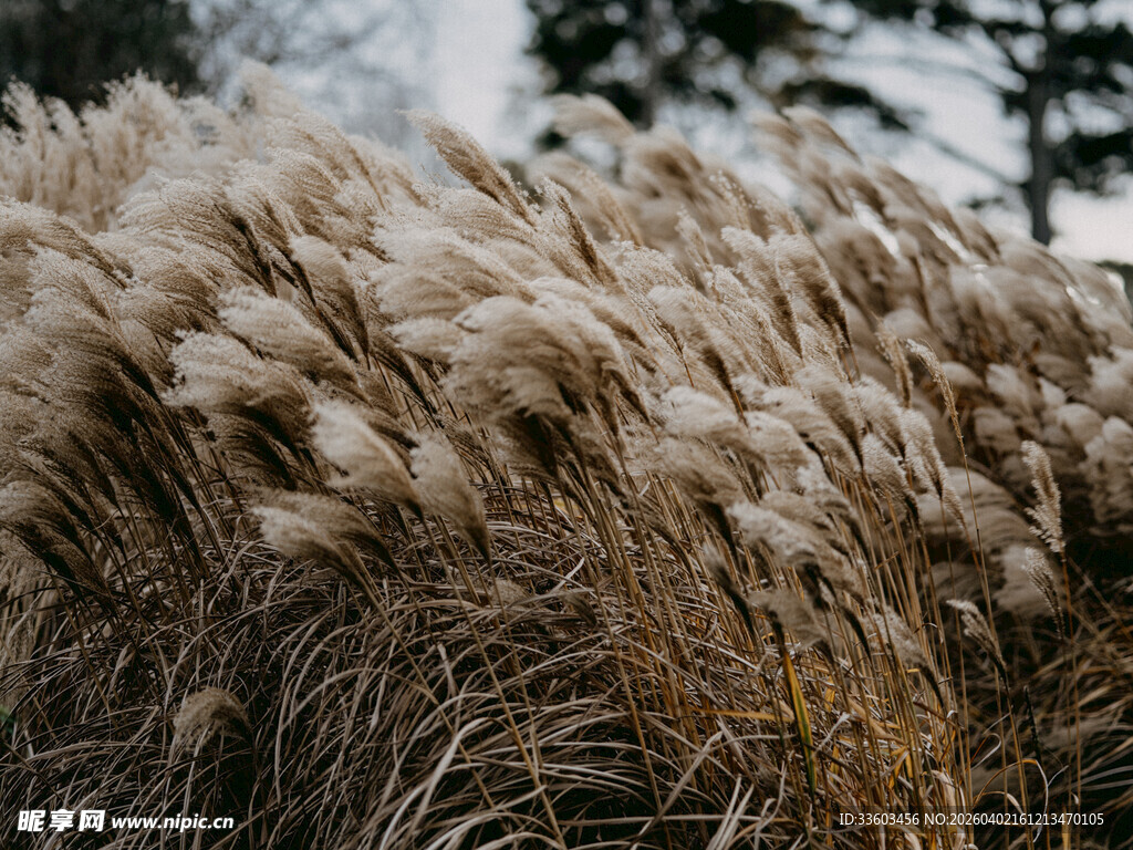 风中摇曳的蓬松芦苇