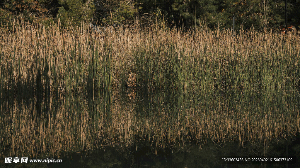 湖畔芦苇倒映静谧美景