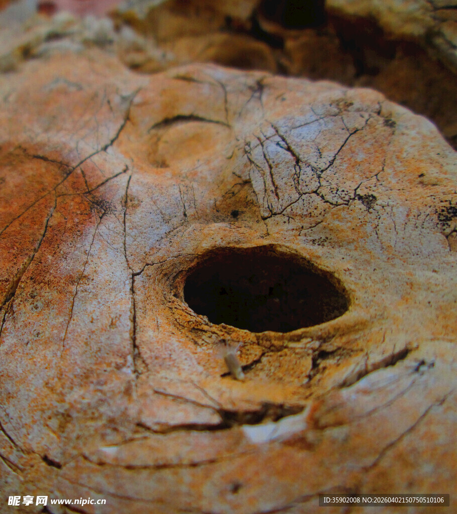 树桩上的孔洞特写