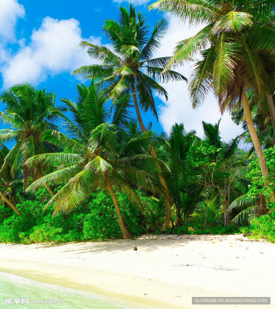 热带海滩椰林美景