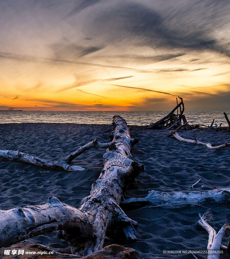 海边枯木与壮丽日落景观