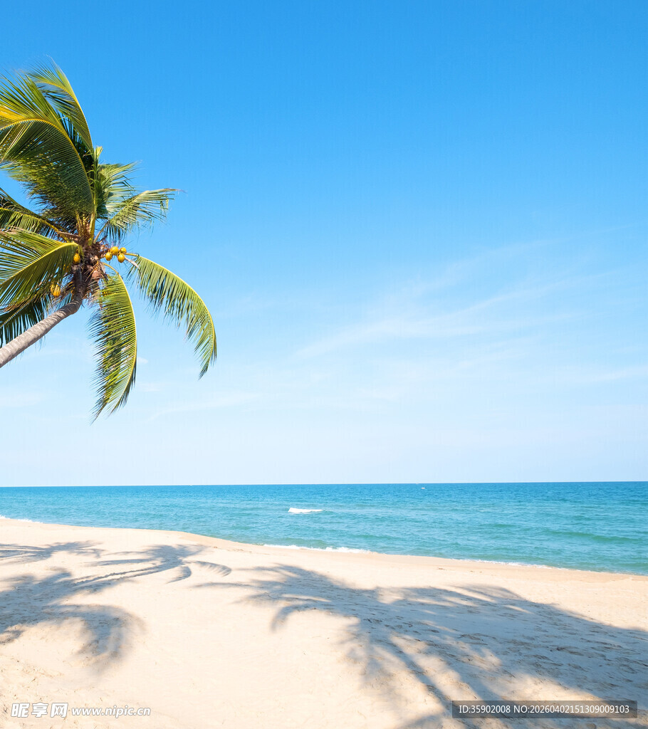 热带海滩风光棕榈树与海