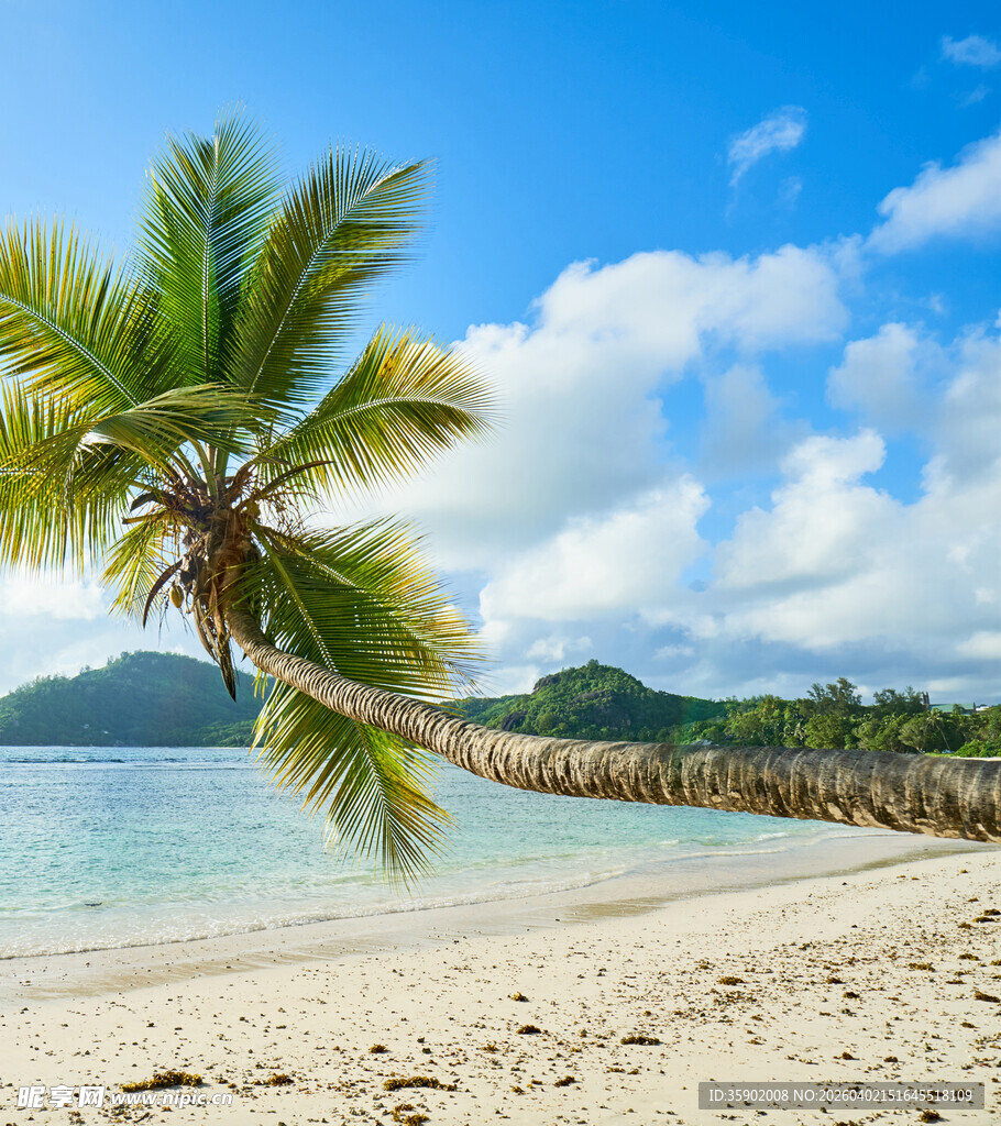 热带沙滩上的翠绿椰子树