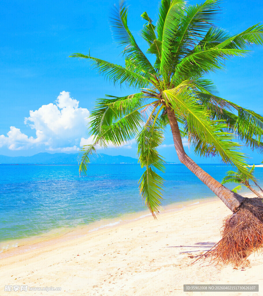 热带海滩上的倾斜椰子树