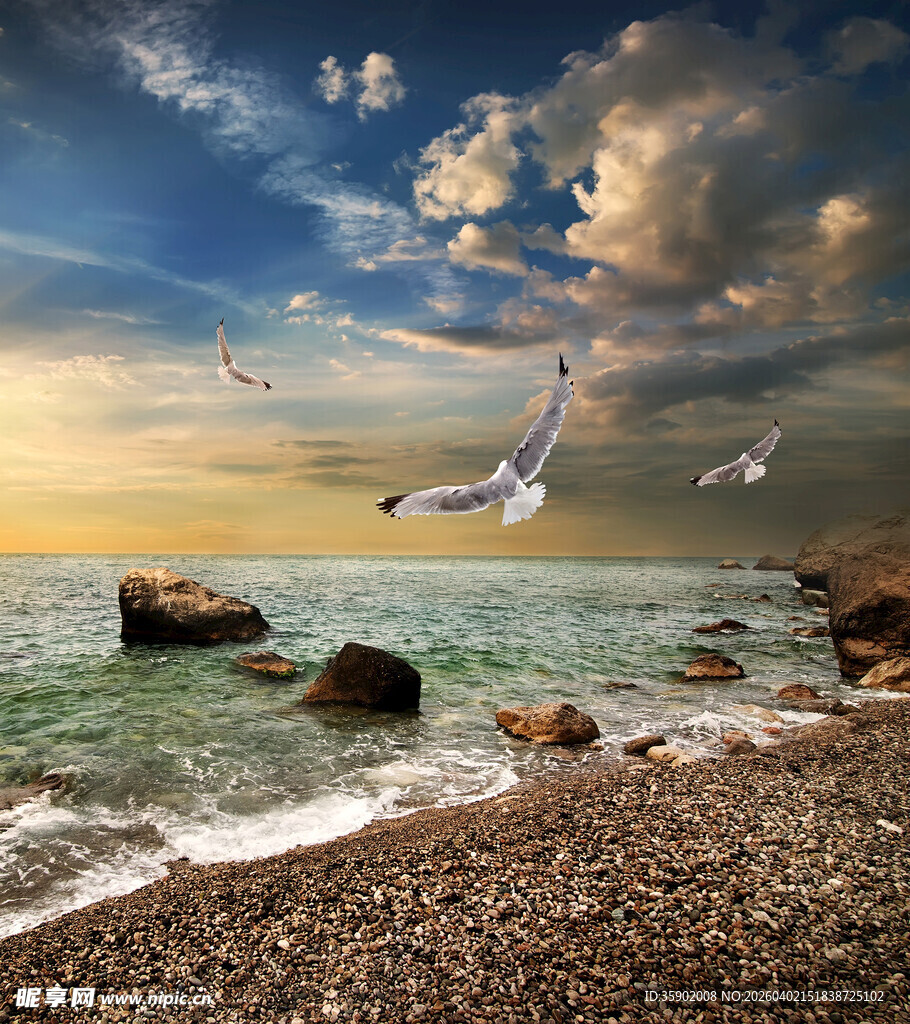 海边日落海鸥飞翔美景