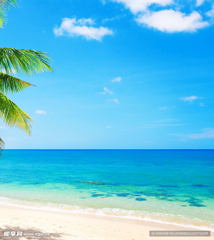 美丽海滨风光椰树伴碧海