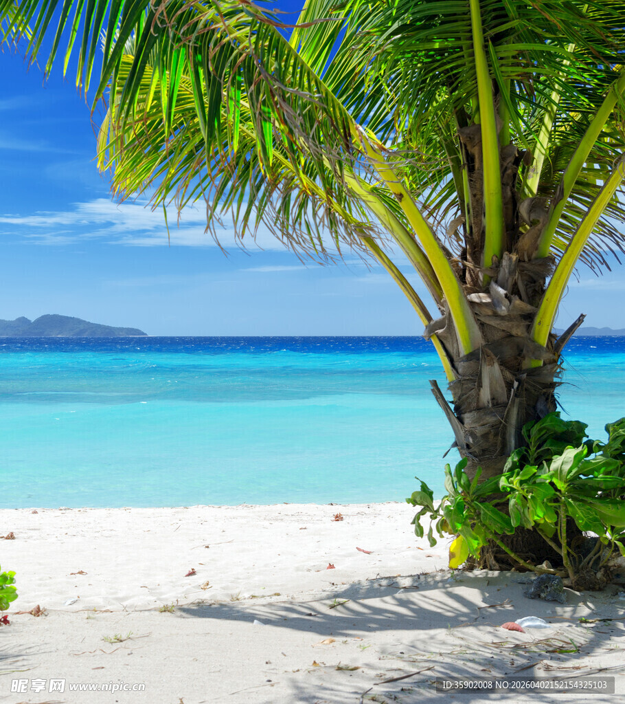 热带海滩上的棕榈树美景