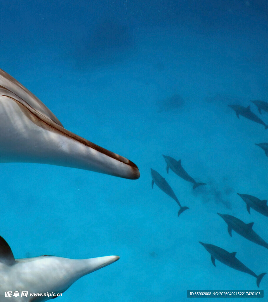 海中双海豚与群鱼共游