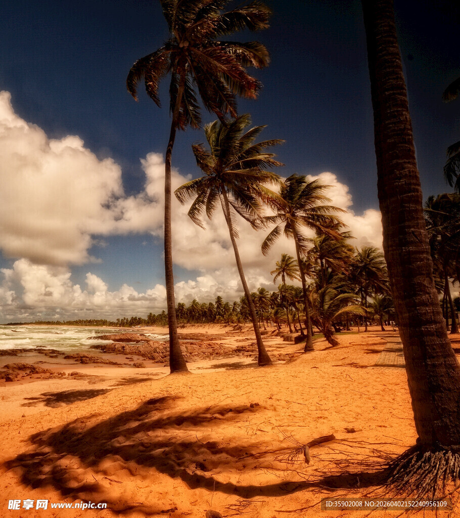 热带沙滩上的椰树美景