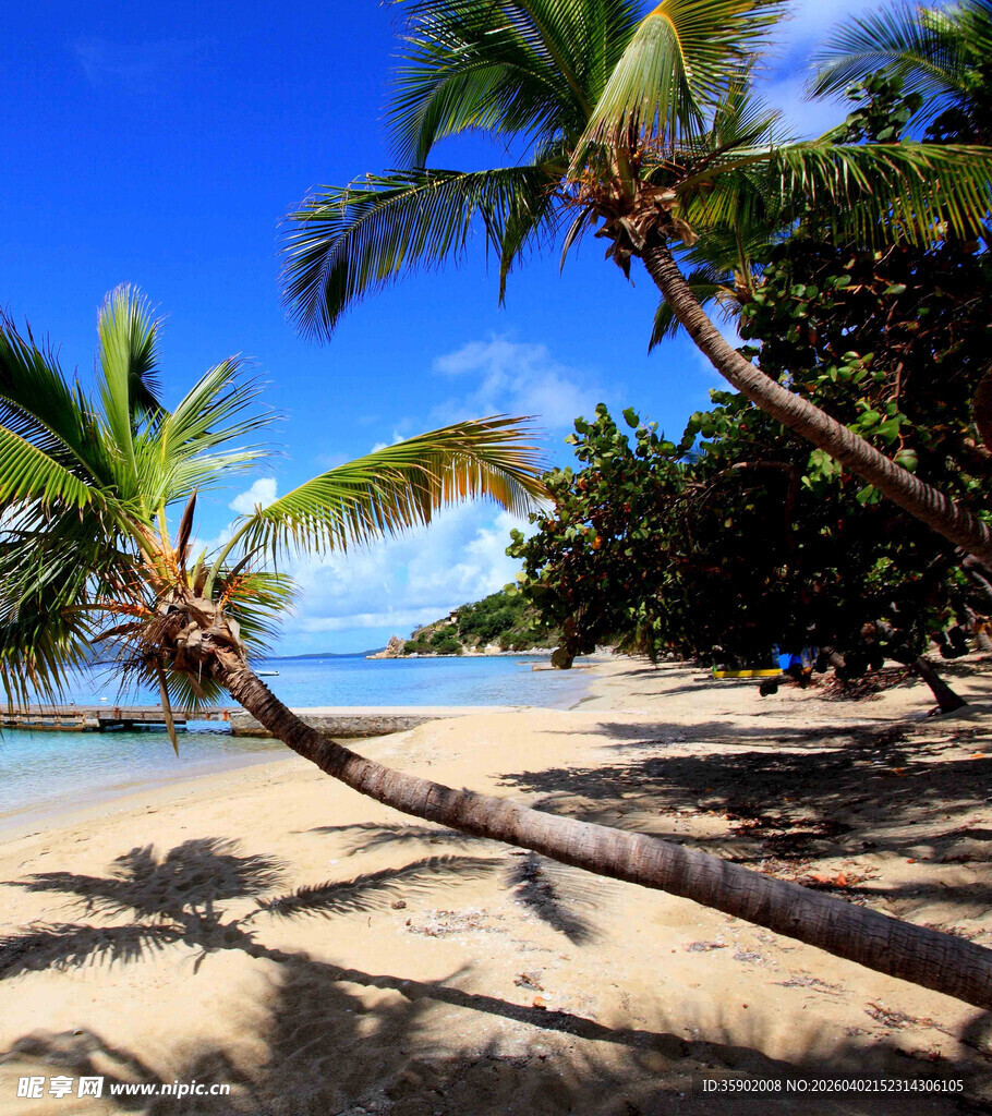 热带沙滩上的倾斜椰子树
