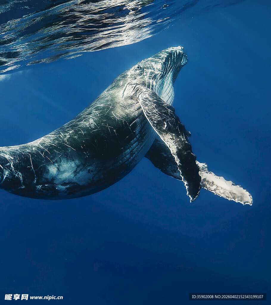 海中优雅游动的巨大座头鲸