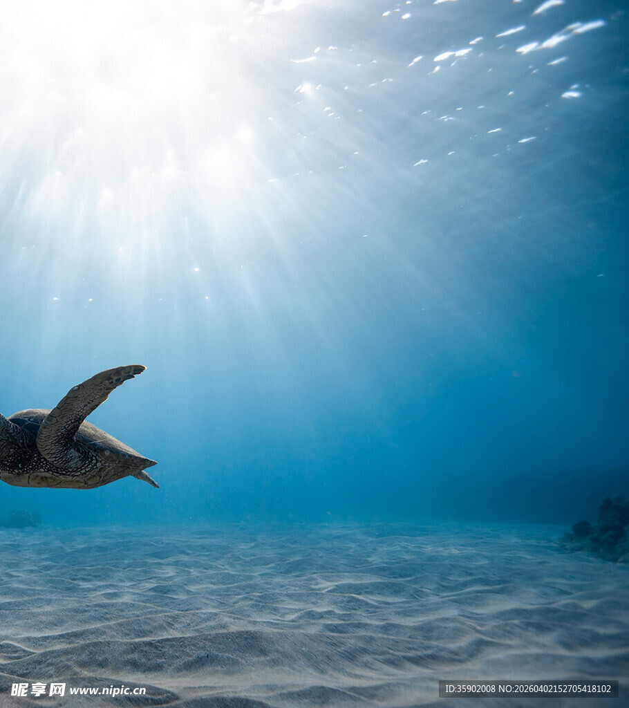 海龟在海底畅游的美妙瞬间