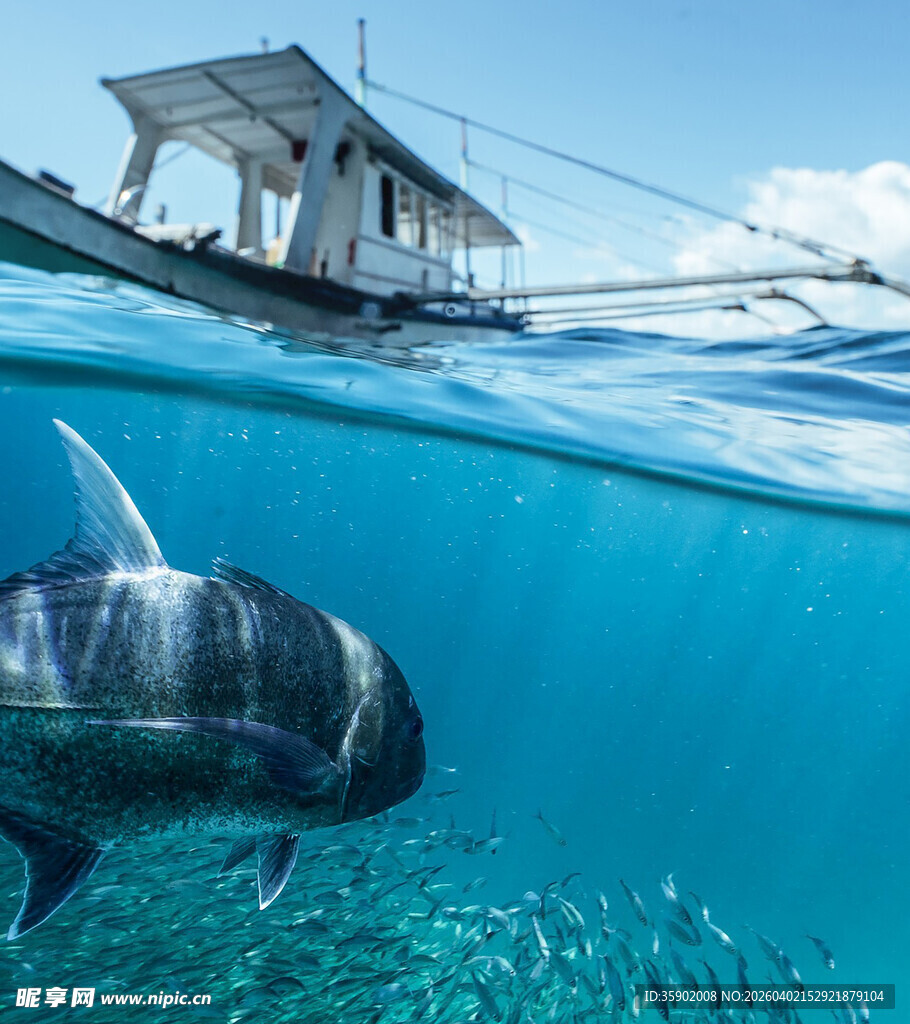 海面上下船与海洋生物