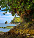 海边葱郁树木与礁石美景