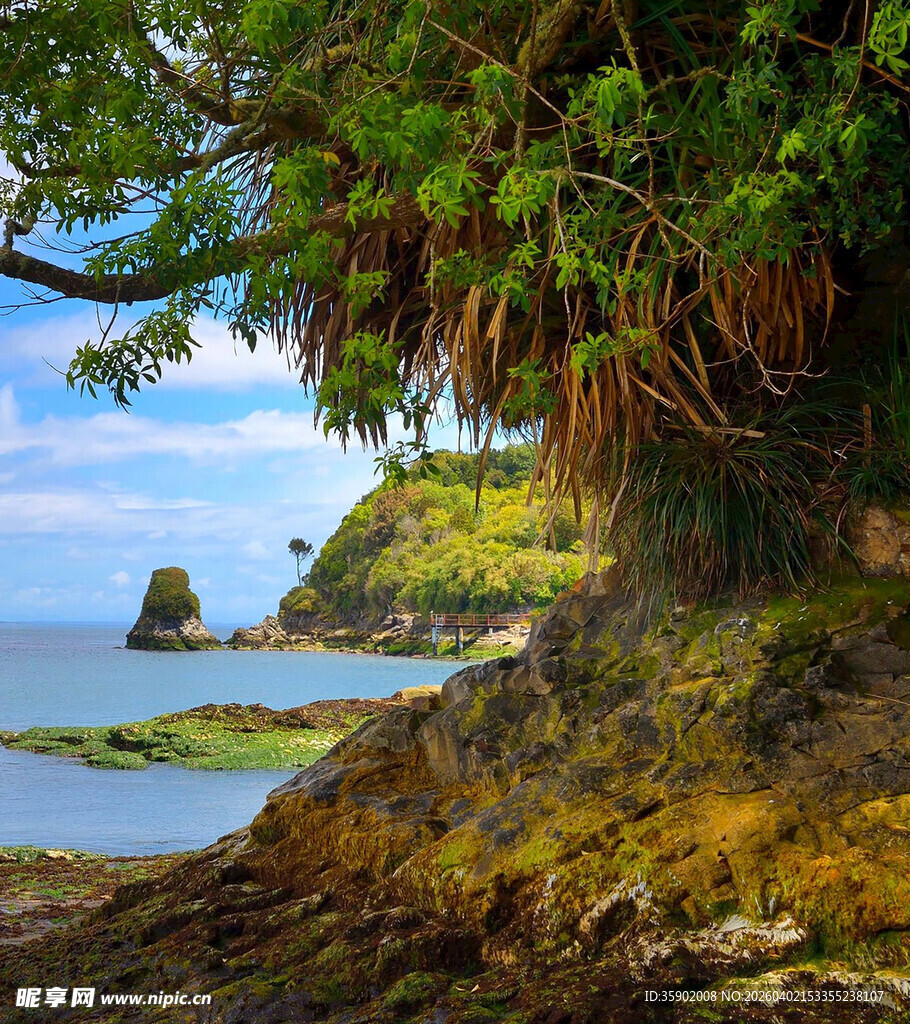 海边葱郁树木与礁石美景