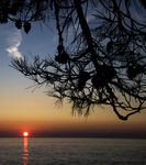 夕阳下的海面与松枝剪影