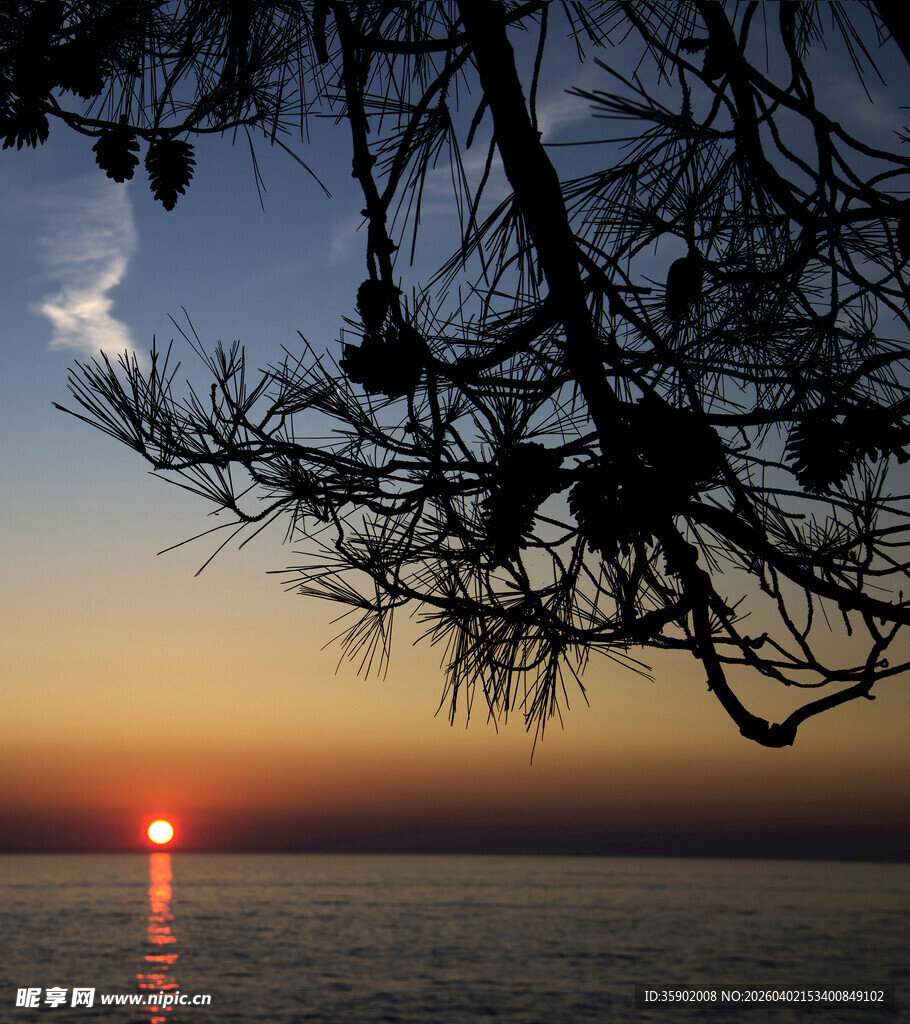 夕阳下的海面与松枝剪影