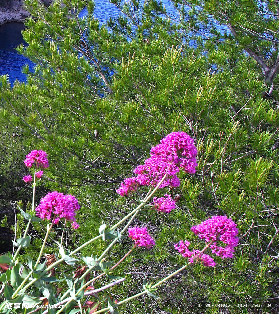 野外绽放的艳丽紫色花朵