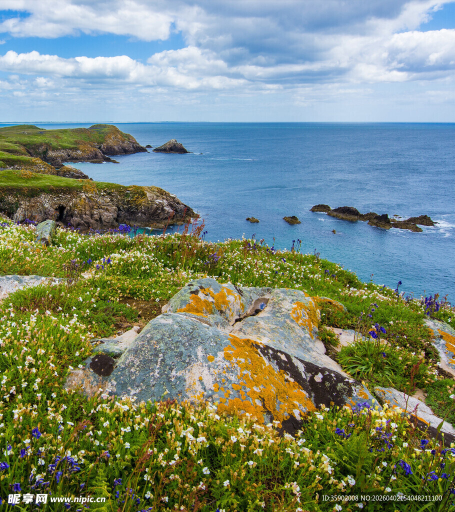 海岸岩石边的烂漫野花