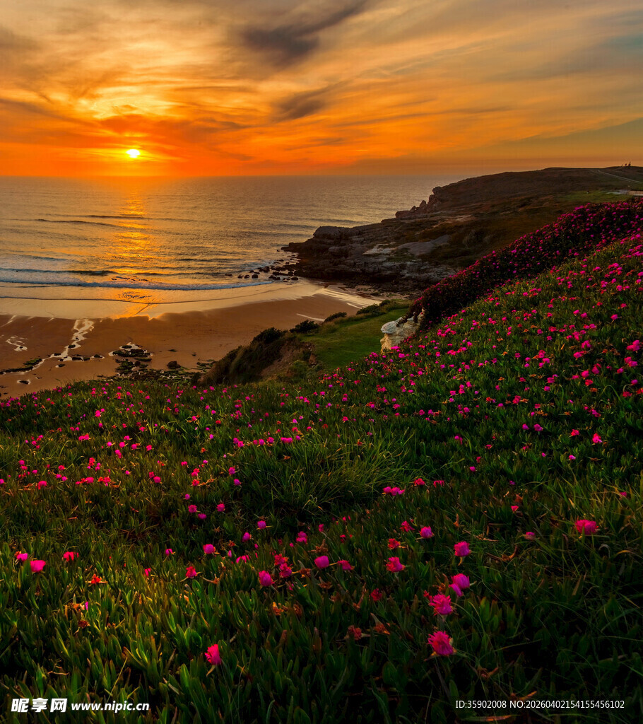 海边日落时的繁花景致