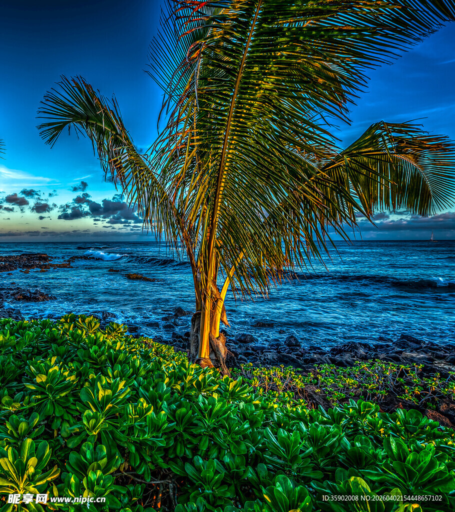 海边椰树与葱郁绿植美景