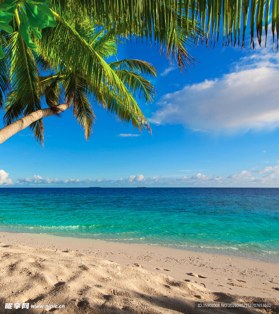 热带海滩风光椰树与碧海