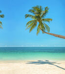 热带海滩上的倾斜椰子树