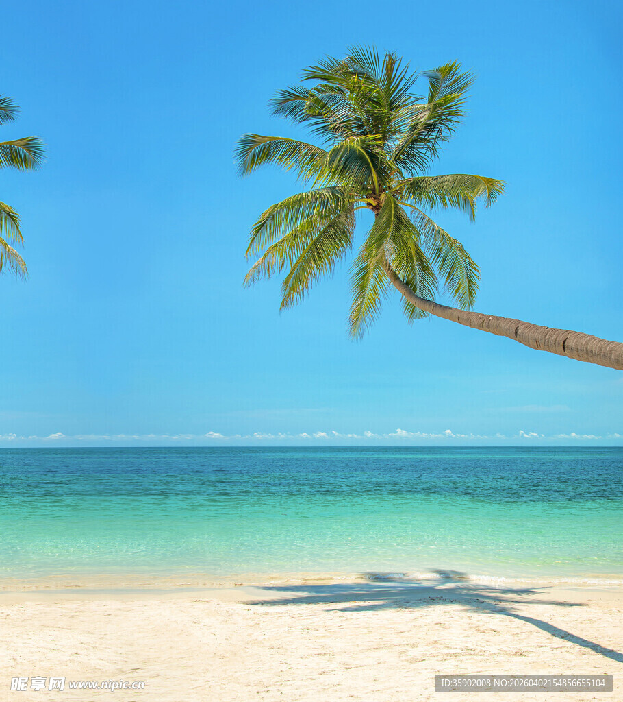 热带海滩上的倾斜椰子树