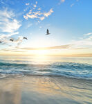 海边日出美景海鸥相伴