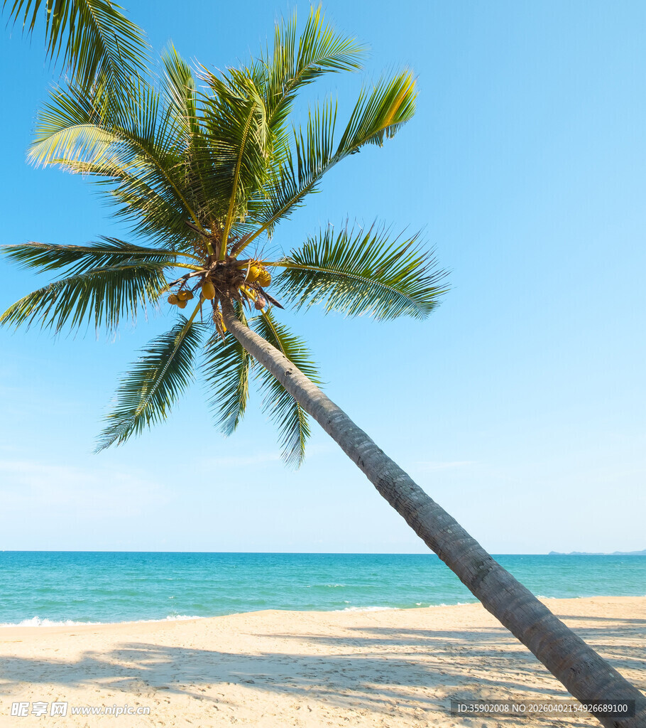 倾斜椰树下的美丽海滩