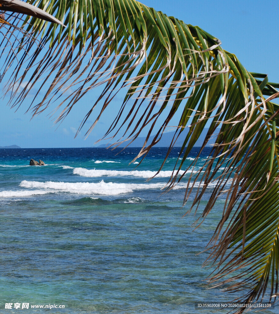 海边椰枝下的蔚蓝海景