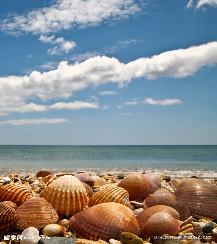 海滩上五彩斑斓的贝壳世界