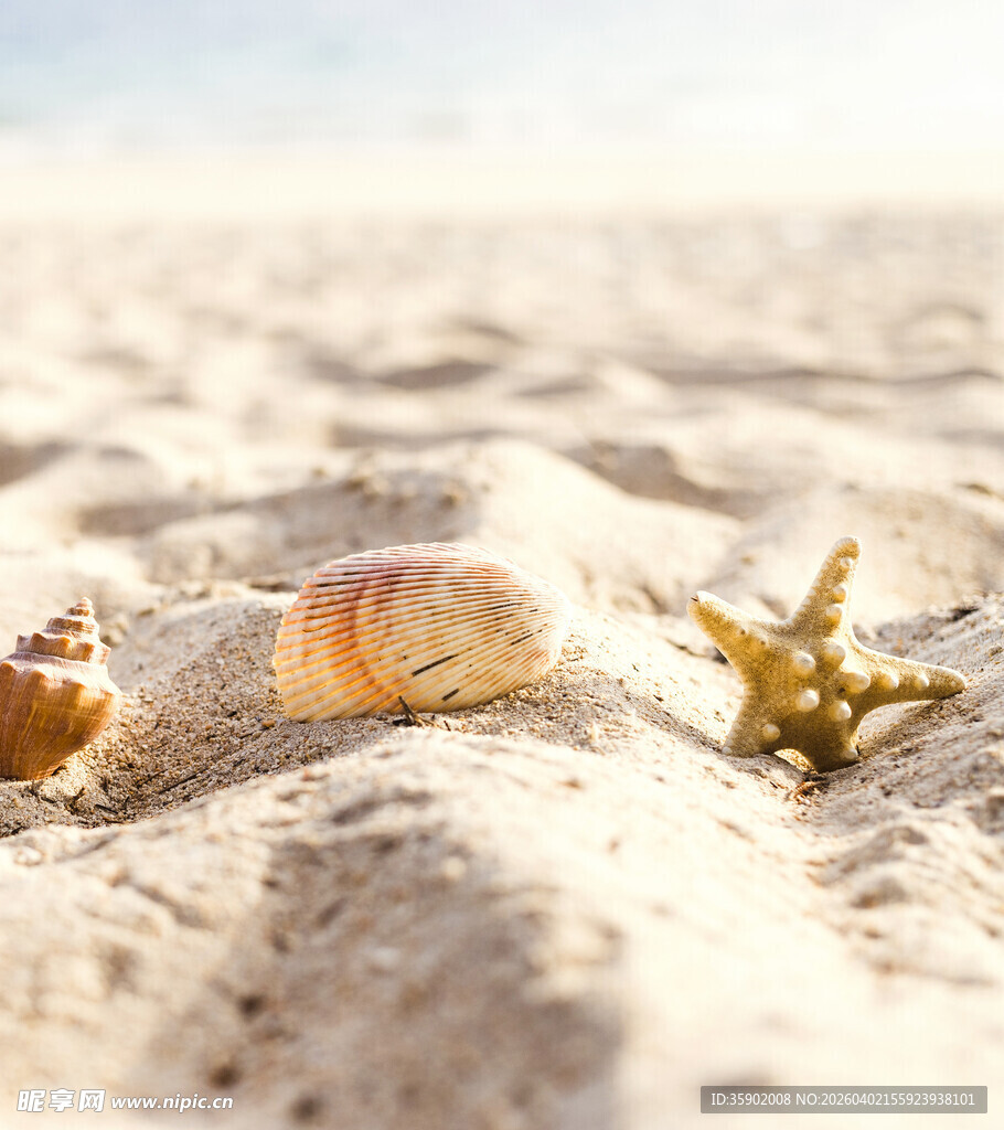 沙滩上的贝壳与海星