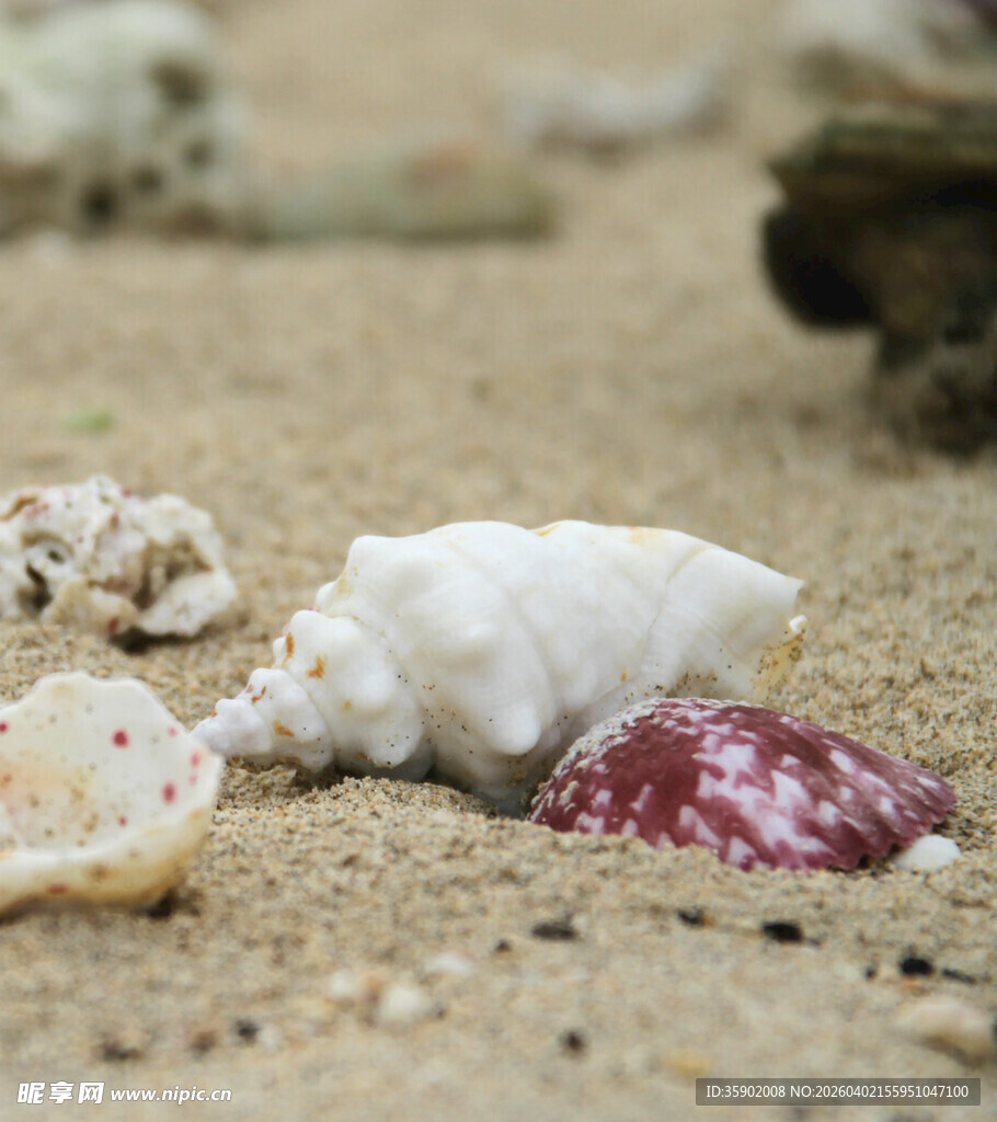 沙滩上的多彩贝壳