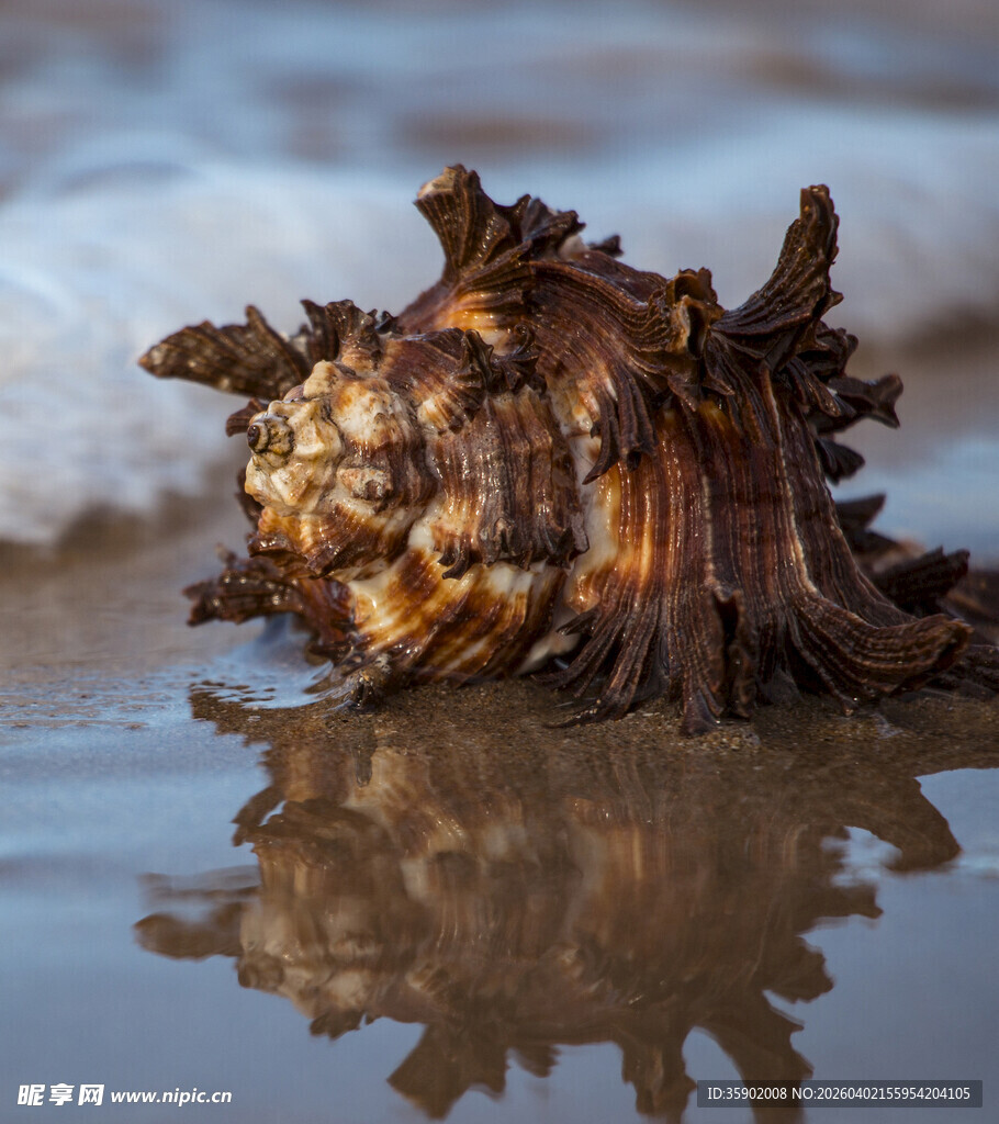 海边独特造型的古老海螺