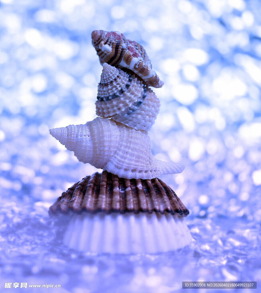 堆叠的美丽海螺