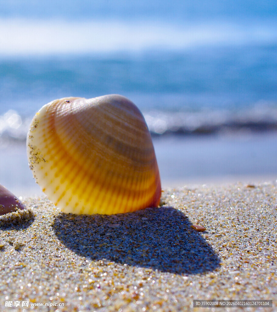沙滩上的精美贝壳