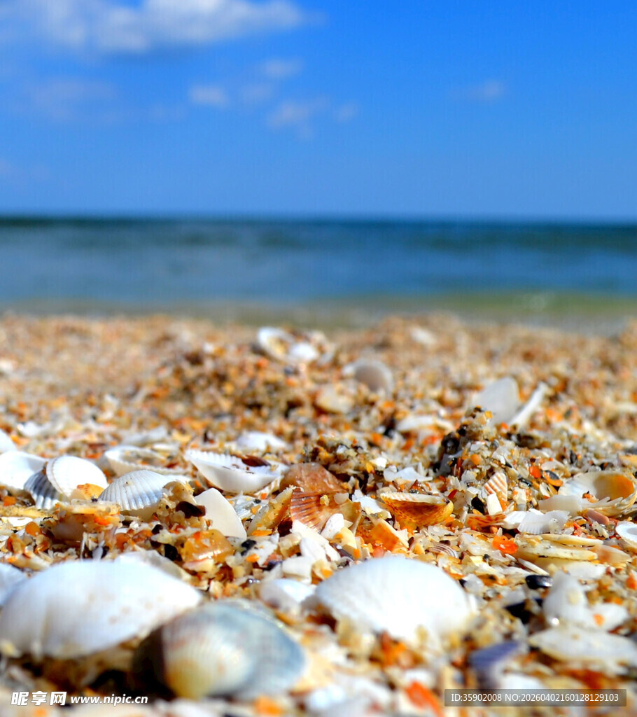 海边五彩贝壳特写
