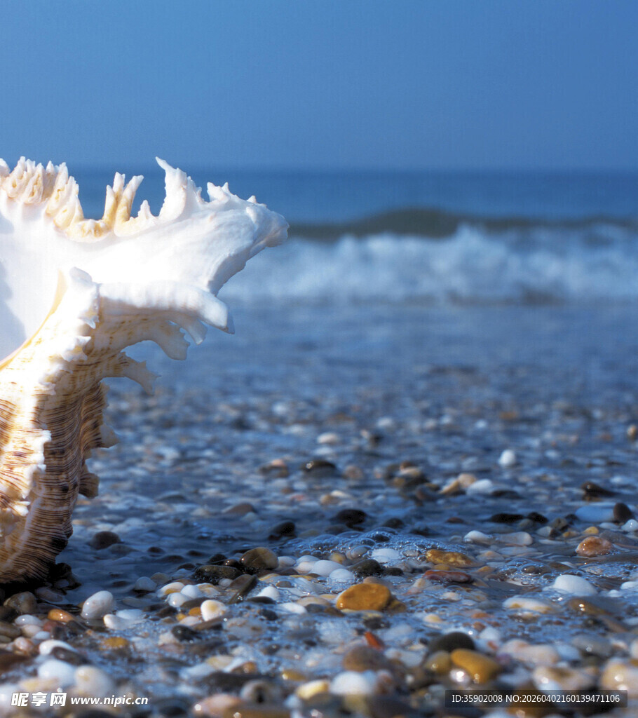 海边的精美海螺