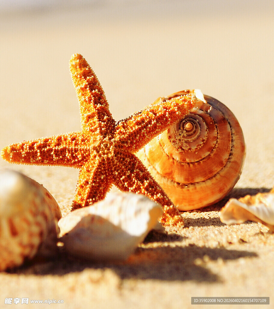 沙滩上的海星与贝壳