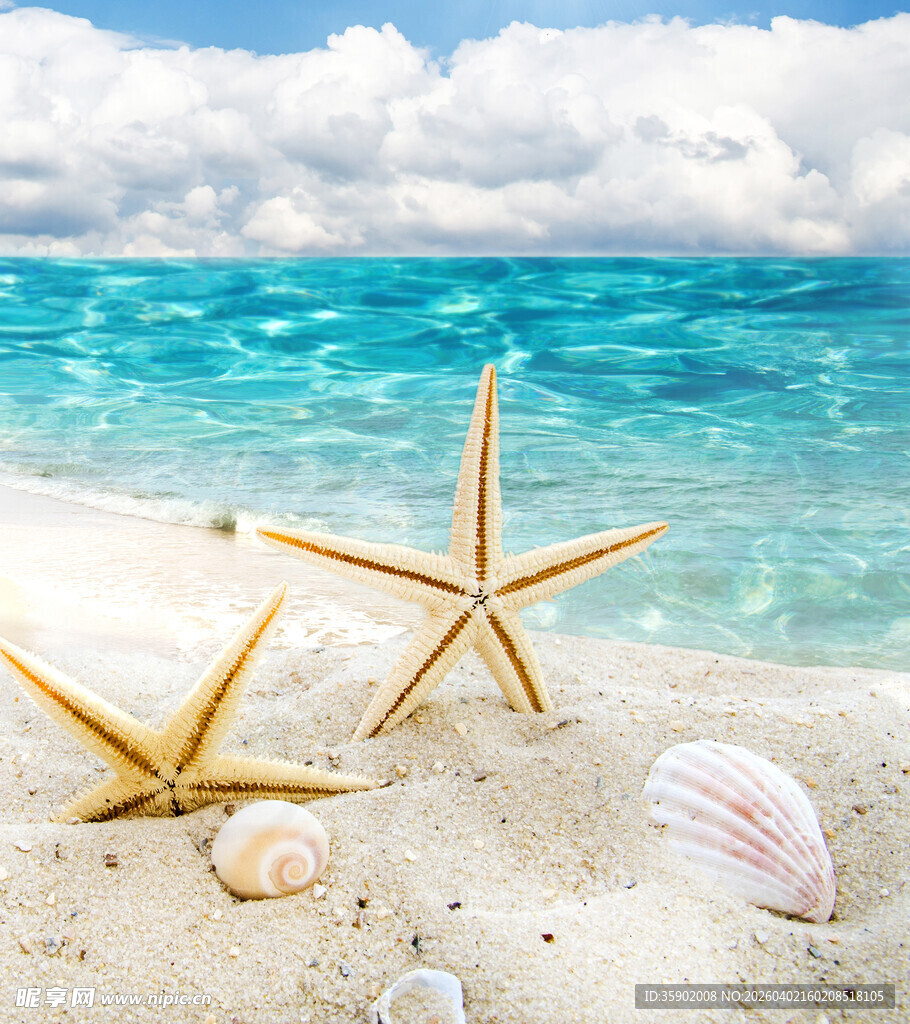 海滩上的海星与贝壳