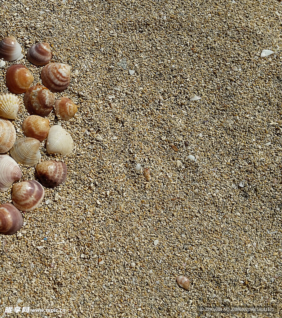 沙滩上的多彩贝壳