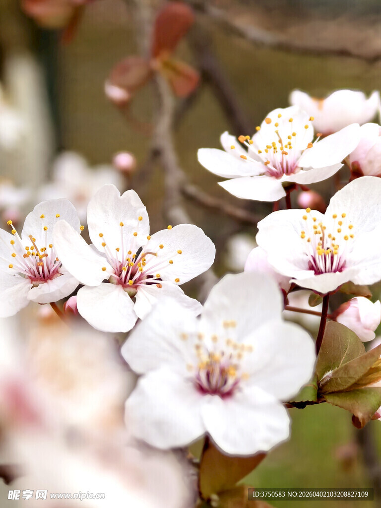 绽放的白色娇艳花卉