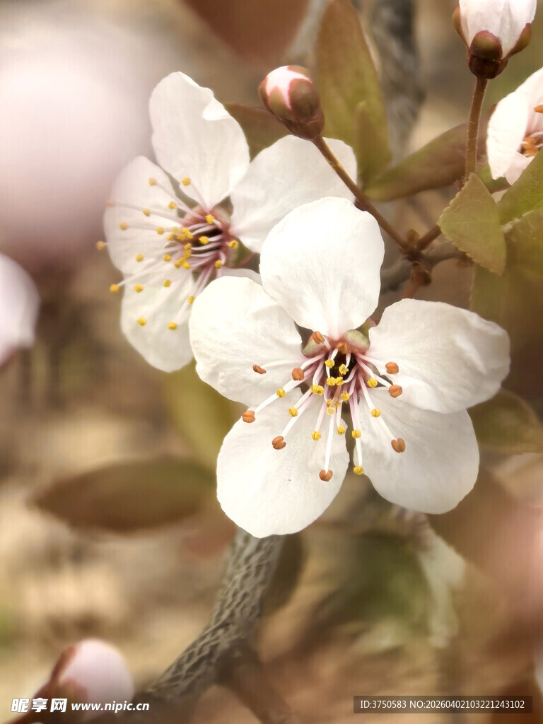 绽放的白色花朵