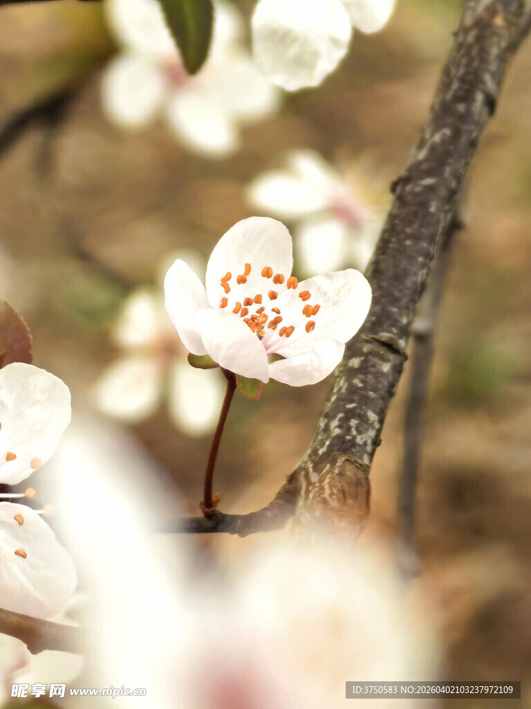 枝头绽放的素雅白色花朵