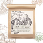 蔬菜包装设计 花椰菜