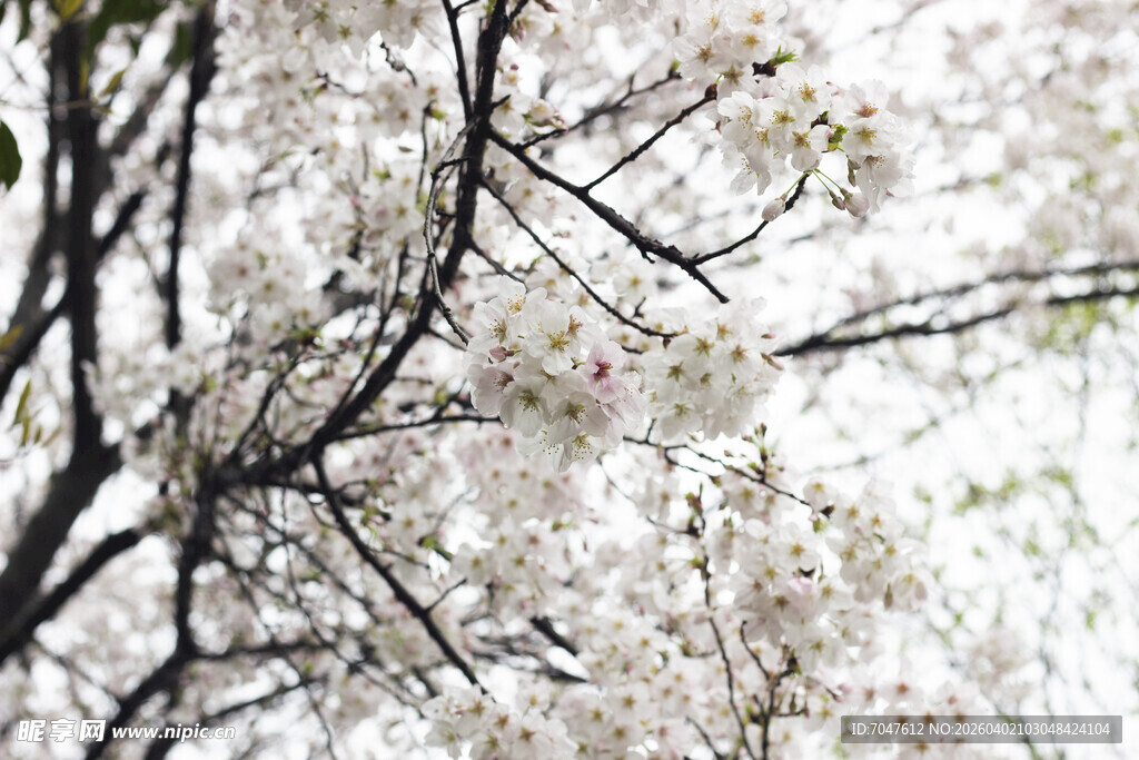 枝头绽放的粉嫩樱花